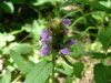 Heal-all; Self-heal (Prunella vulgaris)