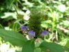 Heal-all; Self-heal (Prunella vulgaris)