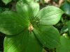 Bunchberry (Cornus canadensis)