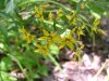Yellow-Loosestrife; Swamp Candles (Lysimachia terrestris)