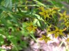 Yellow-Loosestrife; Swamp Candles (Lysimachia terrestris)