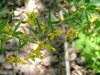 Yellow-Loosestrife; Swamp Candles (Lysimachia terrestris)