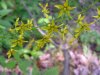 Yellow-Loosestrife; Swamp Candles (Lysimachia terrestris)