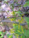 Yellow-Loosestrife; Swamp Candles (Lysimachia terrestris)