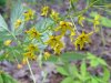 Yellow-Loosestrife; Swamp Candles (Lysimachia terrestris)
