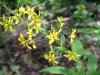 Yellow-Loosestrife; Swamp Candles (Lysimachia terrestris)
