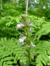 Indian-tobacco (Lobelia inflata)