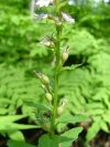 Indian-tobacco (Lobelia inflata)