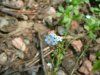 True Forget-me-not (Myosotis scorpioides)