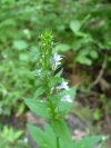 Indian-tobacco (Lobelia inflata)