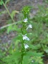 Indian-tobacco (Lobelia inflata)