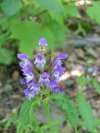 Heal-all; Self-heal (Prunella vulgaris)
