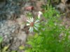 Tall Flat-Topped Aster (Aster umballatus)