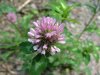 Red Clover (Trifolium pratense)