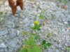 Pineapple-weed (Matricaria discoidea)