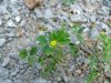 Black Medick (Medicago lupulina)