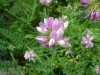 Crown Vetch (Coronilla varia)