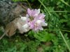 Crown Vetch (Coronilla varia)