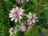 Crown Vetch (Coronilla varia)