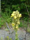 Common Mullein ; Great Mullein (Verbascum thapus)