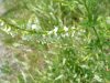 White Sweet Clover (Melilotus alba)