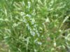 White Sweet Clover (Melilotus alba)