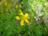 Common St John's-Wort (Hypericum perforatum)