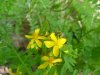 Common St John's-Wort (Hypericum perforatum)