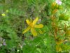 Common St John's-Wort (Hypericum perforatum)