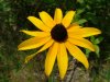 Brown-eyed Susan (Rudbeckia hirta)