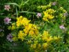 Bog Goldenrod (Solidago uliginosa)
