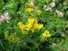 Bog Goldenrod (Solidago uliginosa)