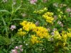 Bog Goldenrod (Solidago uliginosa)