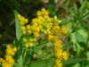 Bog Goldenrod (Solidago uliginosa)
