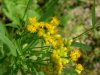 Bog Goldenrod (Solidago uliginosa)