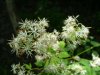 Fall Meadow-rue (Thalictrum pubescens)