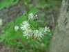 Fall Meadow-rue (Thalictrum pubescens)