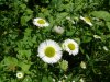 Daisy Fleabane (Erigeron annus)