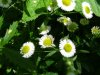 Daisy Fleabane (Erigeron annus)