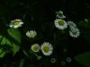 Daisy Fleabane (Erigeron annus)
