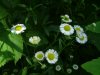 Daisy Fleabane (Erigeron annus)