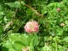 White Clover; Dutch Clover (Trifolium repens)