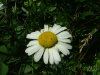 Oxeye Daisy (Leucanthemum vulgare; Chrysanthemum leucanthemum)
