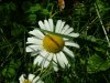 Oxeye Daisy (Leucanthemum vulgare; Chrysanthemum leucanthemum)