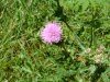 Canadian Thistle (Cirsium arvense) (called a Creeping Thistle in Europe)