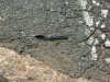 Broken Plastic Spoon on Road