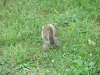 Squirrel of UMUC