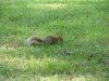 Squirrel of UMUC