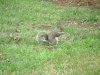 Squirrel of UMUC