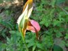 Pink Lady's-Slipper (Cypripedium acaule)